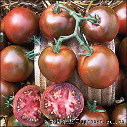供应黑美人番茄种子