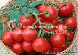 供应番茄种子-甜樱桃番茄--格兰仕