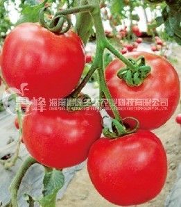 供应冬晖-番茄种子