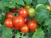 供应番茄种子-盆栽番茄---红蕾3号