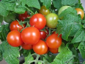 供应番茄种子-盆栽番茄---红蕾3号
