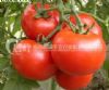 供应百丰-番茄种子