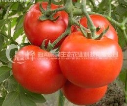 供应百丰-番茄种子