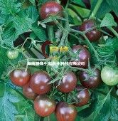 供应黑番茄种子