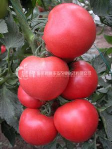 供应百威-番茄种子