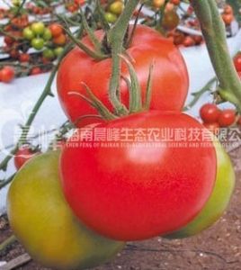 供应德高-番茄种子