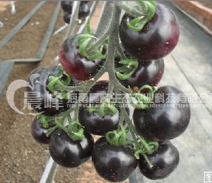 供应黑宝石-番茄种子