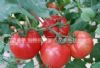 供应夏秋-番茄种子