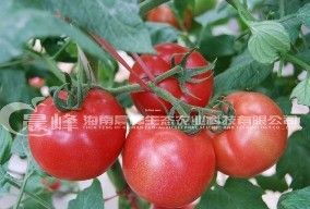 供应夏秋-番茄种子