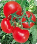 供应超利—番茄种子