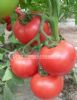供应粉宝-番茄种子