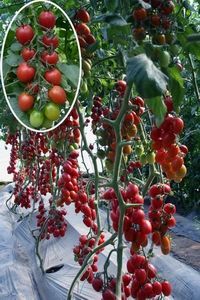 供应蒙娜丽莎——樱桃番茄种子
