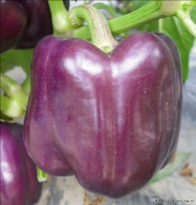 供应紫彩1号—甜椒种子