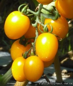 供应金凤—番茄种子