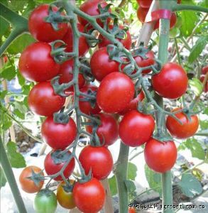 供应阿瑞斯—番茄种子