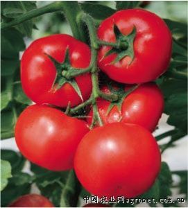 供应红欧罗—番茄种子