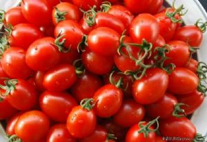 供应丘比特—番茄种子