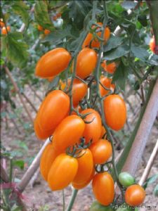 供应阿波罗—番茄种子