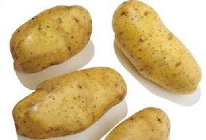 供应克新13—马铃薯种子