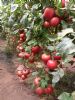 供应粉杰利—粉果番茄种苗