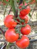 吉瑞118——番茄种子