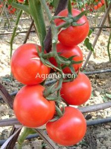吉瑞118——番茄种子