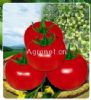 金石王石头番茄——番茄种子