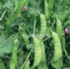 供应旺农604荷兰豆—豌豆种子