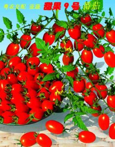 供应甜果9号小番茄—番茄种子
