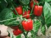 供应朱米拉(绿转红)—甜椒种子