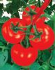 供应DRW7728(抗TY病毒红果番茄)—番茄种子