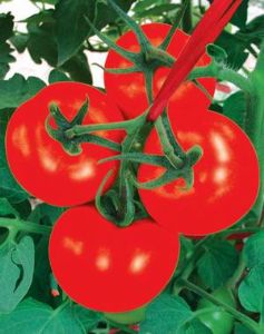 供应DRW7728(抗TY病毒红果番茄)—番茄种子