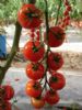 供应DRC1009—番茄种子