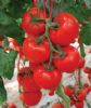 供应(抗TY病毒大红果番茄)—番茄种子