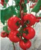供应德澳特7742—番茄种子