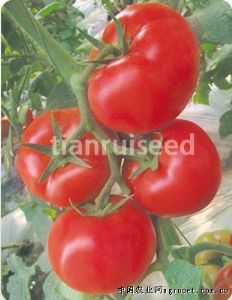 供应红凯三号—番茄种子