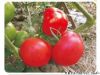 供应斯科特628－番茄种子