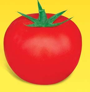 供应红武士—番茄种子