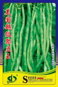 供应美国超级架豆王—菜豆种子