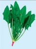 供应绿宝岛—菠菜种子