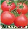 供应美琪8号—番茄种子