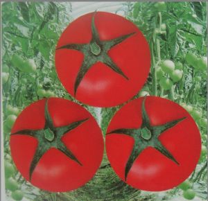 供应红富柿－番茄种子