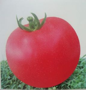 供应茸胜－番茄种子