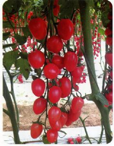 供应八喜2—番茄种子