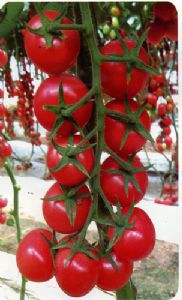 供应贝贝佳（粉串）—番茄种子