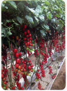 供应金粉F1—番茄种子