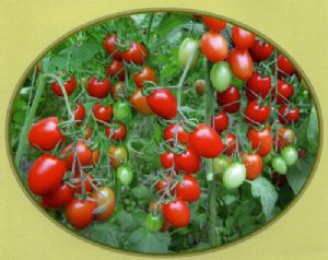 供应富红宝—番茄种子