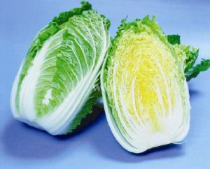 供应黄健65—白菜种子
