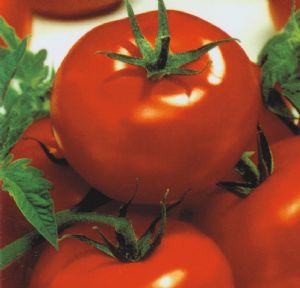 供应红升2号—番茄种子