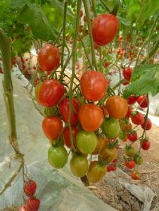 供应恋红—番茄种子